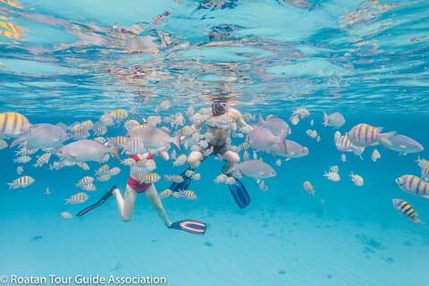 Avventura guidata di snorkeling a West Bay