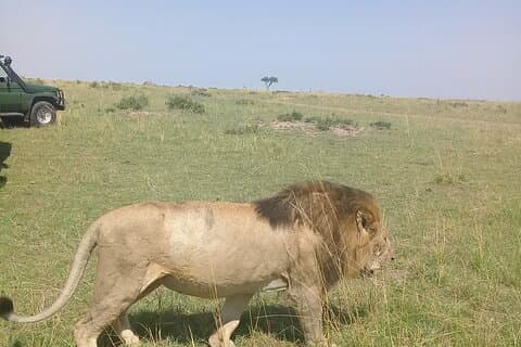 7-daagse privéjeepsafari, 5-sterrenlodges met ballonvaart Kenia