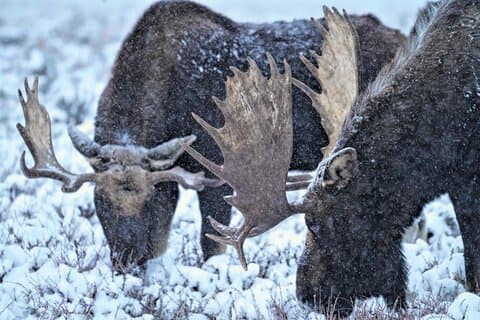 Wildlife Safari, Elk Refuge Sleigh Ride, Winter Ranch Dinner