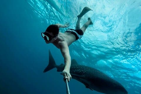 Experiencia de tiburón ballena en el Mar Caribe desde Playa del Carmen