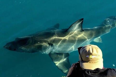 Shark Cage-duik in Gansbaai, zie Bronze & Other, soms Great Whites