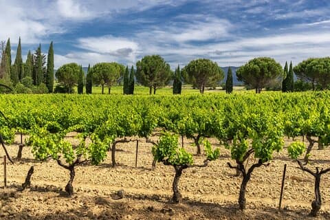 Viagem diurna à Provença com passeio de barco na vila de Cassis e degustação de vinhos locais de Aix