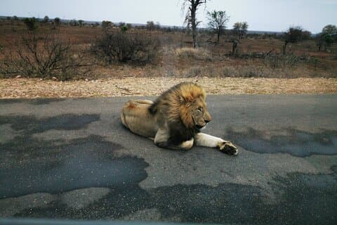 Private Kruger National Game Park three day tour