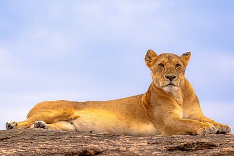 3 Tage Massai Mara Private Experience