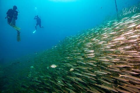 Découvrez la plongée sous-marine 3 plongées aux îles Racha