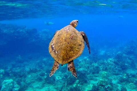 Snorkling för icke-simmare med bilder Guidad tur Wailea Beach
