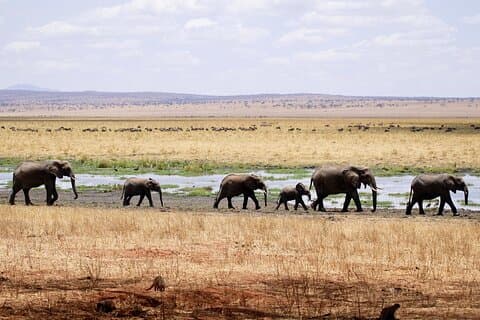 4-daagse privécamping naar Tarangire, Serengeti en Ngorongoro