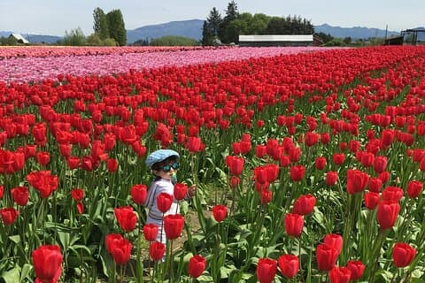 Tulpenfest im Skagit Valley Tour ab Seattle