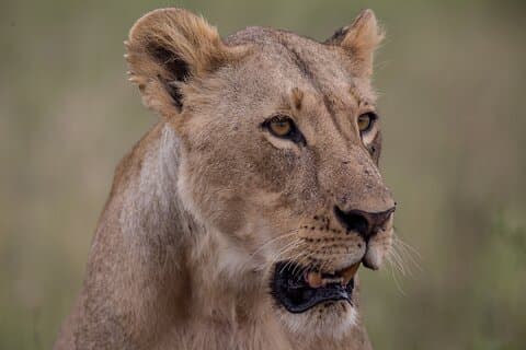 Nairobi National Park Day Tour