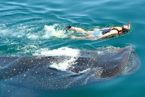 リヴィエラマヤ産のクジラザメとのカリブ海の水泳体験