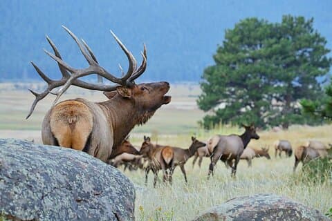 Halve dag Rocky Mountain National Park "Lake and Meadows Tour"