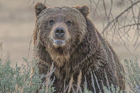 Aventura de caminhada na vida selvagem em Yellowstone com almoço