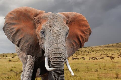4 Days Masai Mara and Lake Nakuru Safari