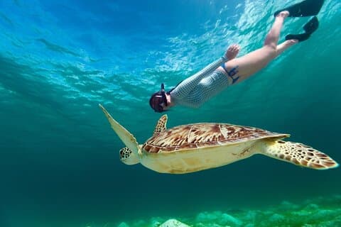 ウミガメとセノーテと一緒にシュノーケリング