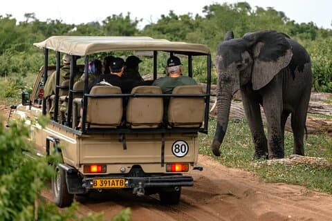 3 Stunden Chobe Game Drive Safari, Botswana