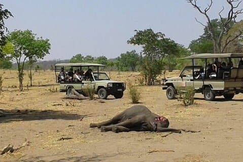 Safari in campeggio di 2 notti nel parco nazionale di Chobe