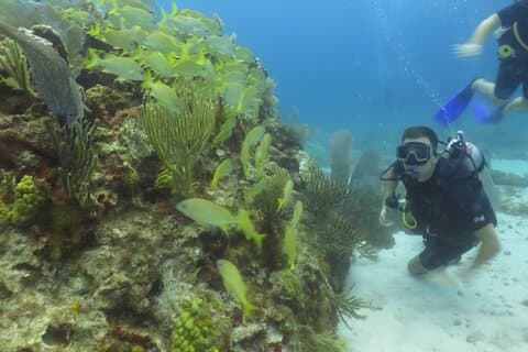 Dykning (1ste gang) i Cancun Begyndere VELKOMMEN!
