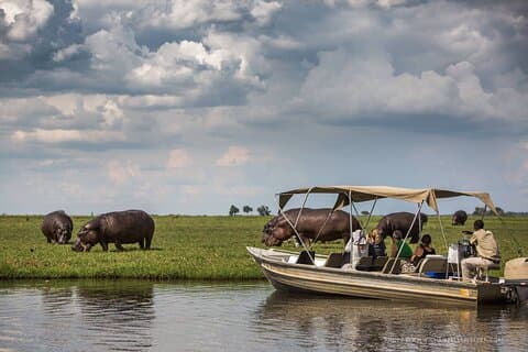 3 timmars Chobe-båtkryssning, Botswana