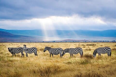Safari de lujo de 6 días en el norte de Tanzania