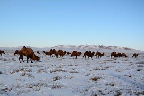 Private Wintertour durch die Wüste Gobi in der Mongolei