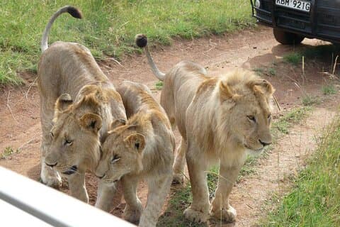 4-dagars safariäventyr i Masai Mara och Lake Nakuru