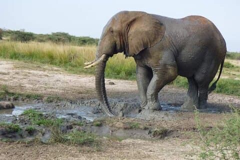 3-daagse Best of Queen Elizabeth National Park Wildlife Tour