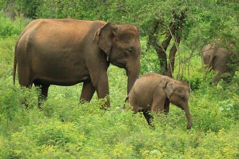 Parc national d'Uda Walawe | Safari privé