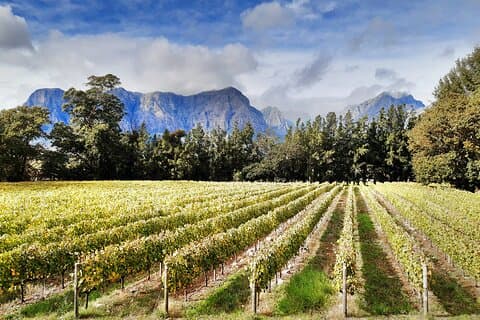 Icônes privées de l'Afrique du Sud Wine Tour