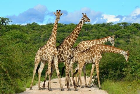 2-tägige Safari-Tour im Tarangire & Ngorongoro-Krater
