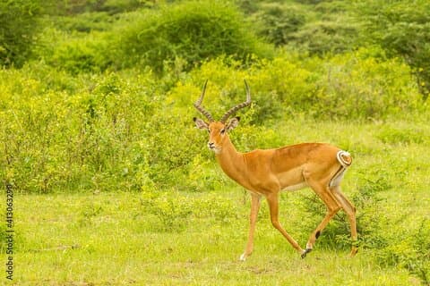 4 - Dagsutflykt till Serengeti