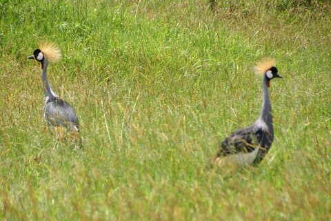 5 - Journée Tarangire, Serengeti et Ngorongoro Private Tour