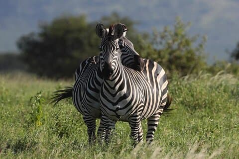 4 dages stor Ruaha-oplevelse