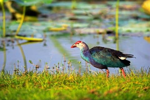 Kalametiya Bird Sanctuary Catamaran Bird Watching Tour