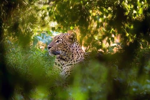 Wilpattu National Park Jeepsafari vanuit Negombo / Waikkal (All Inclusive)