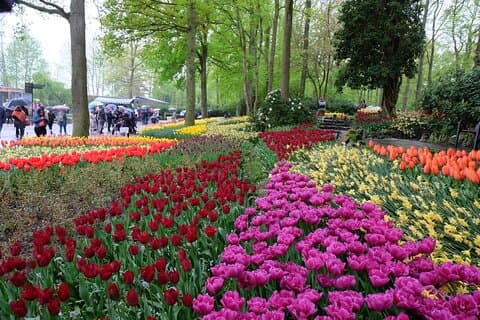 Excursion privée d'une journée à Keukenhof et The Tulperij