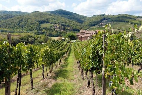 Chianti from Florence:PRIVATE Wine, Olive Oil Tasting in the Tuscan countryside