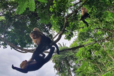 Monkey Tour eventyr med Gamboa regnskov natur gåtur