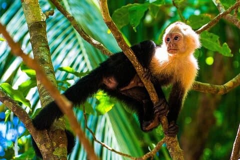 Tour di birdwatching di Monteverde alla Riserva di Curicancha