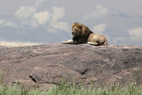 10 Días 9 Noches Exposición África Paquete Safari Premium
