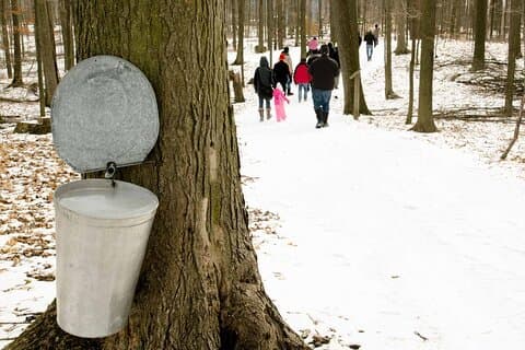 Visite du sirop d'érable sur le Sugar Bush Trek