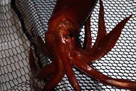 Nächtliches Pfeilkalmar Fischen - Private Tour
