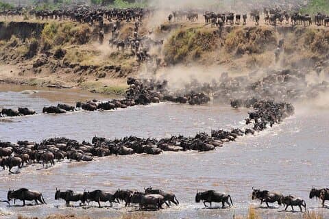 Visite privée de 14 jours de la migration des gnous en Tanzanie dans le Serengeti