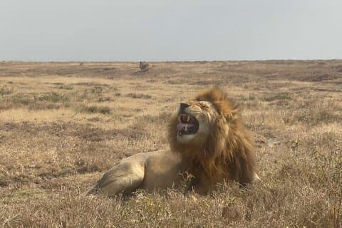 Privat 4-dages safari - Tarangire, Ngorongoro & Serengeti