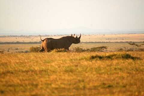 Big Five Safari Adventure - Ol Pejeta Conservancy (1 Day).