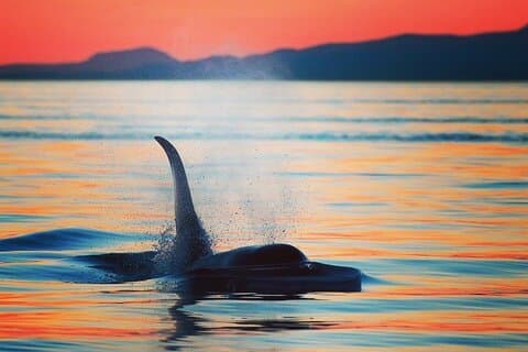 Sunset Whale and Wildlife Adventure i Cowichan Bay