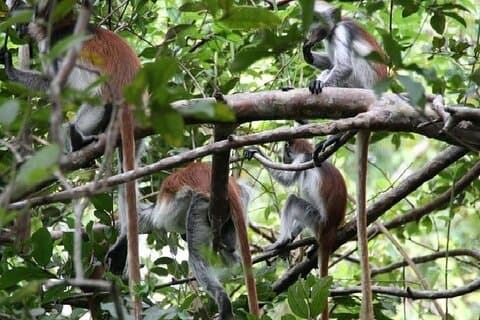 Privater Ganztagesausflug nach Stone Town, Gewürzfarmen und Jozani Forest