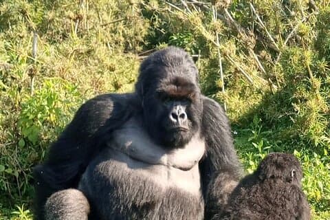 Trekking di 3 giorni sui gorilla di montagna di Mgahinga.