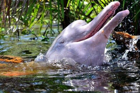 Iquitos: tour della giungla amazzonica di 4 giorni e 3 notti