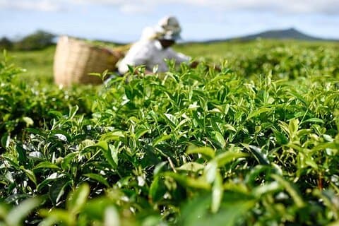 Smager af Mauritius: Bois Cherie Tea, Rhumerie St Aubin & Lunch
