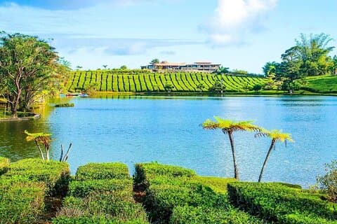 The East Discovery Tour: Bois-Cheri Tea Factory, Blue-Bay Marine Park & Frokost